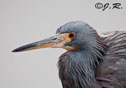 Egretta tricolor